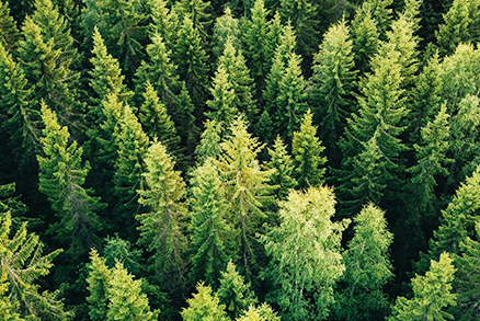 Environmental Policies Drive Demand Growth  for Recyclable BOPP Films